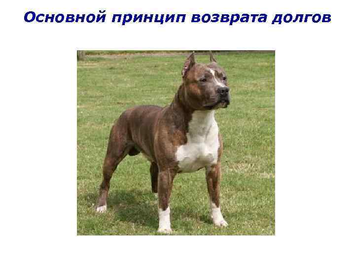 Основной принцип возврата долгов 