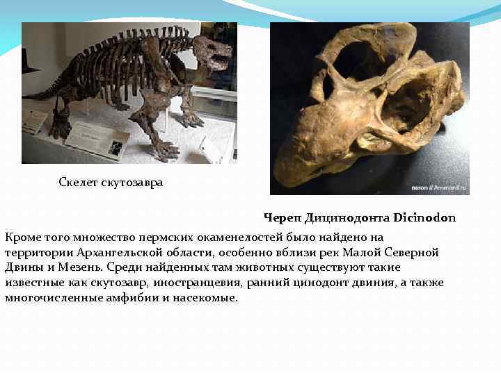 Скелет скутозавра Череп Дицинодонта Dicinodon Кроме того множество пермских окаменелостей было найдено на территории