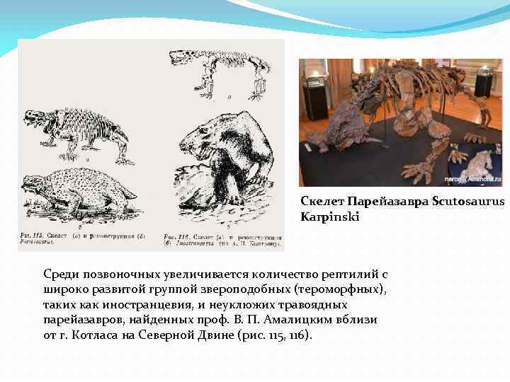 Скелет Парейазавра Scutosaurus Karpinski Среди позвоночных увеличивается количество рептилий с широко развитой группой звероподобных