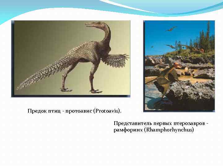 Предок птиц - протоавис (Protoavis). Представитель первых птерозавров - рамфоринх (Rhamphorhynchus) 