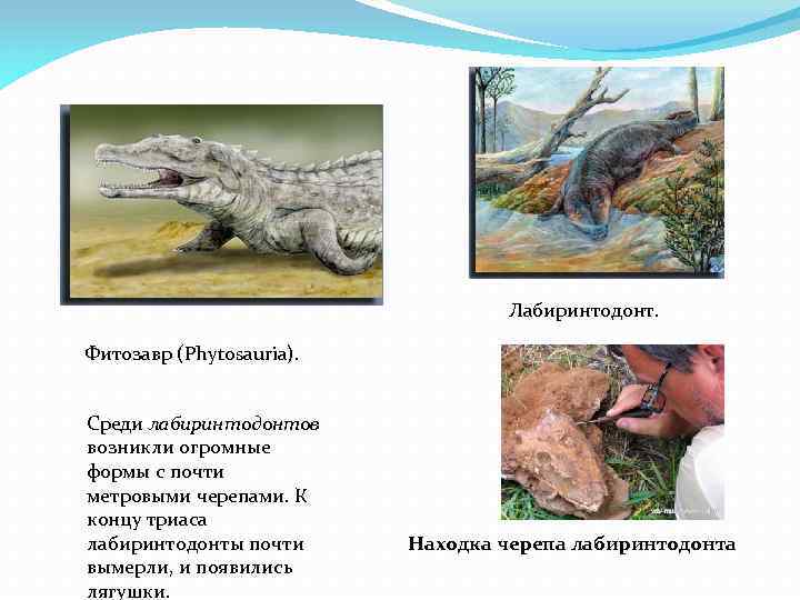 Лабиринтодонт. Фитозавр (Phytosauria). Среди лабиринтодонтов возникли огромные формы с почти метровыми черепами. К концу
