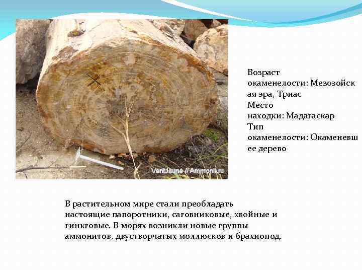 Возраст окаменелости: Мезозойск ая эра, Триас Место находки: Мадагаскар Тип окаменелости: Окаменевш ее дерево