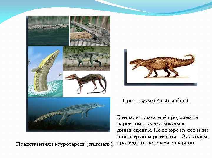  Престозухус (Prestosuchus). В начале триаса ещё продолжали царствовать териодонты и дицинодонты. Но вскоре