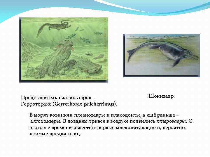 Представитель плагиозавров - Герроторакс (Gerrothorax pulcherrimus). Шонизавр. В морях возникли плезиозавры и плакодонты, а