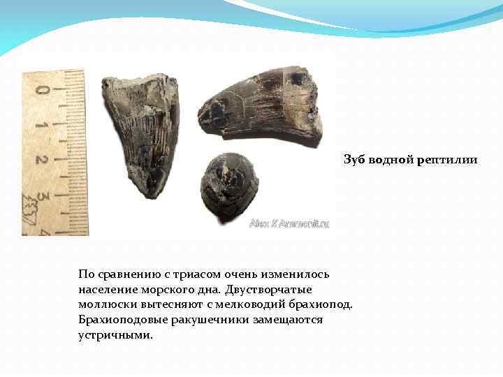 Зуб водной рептилии По сравнению с триасом очень изменилось население морского дна. Двустворчатые моллюски