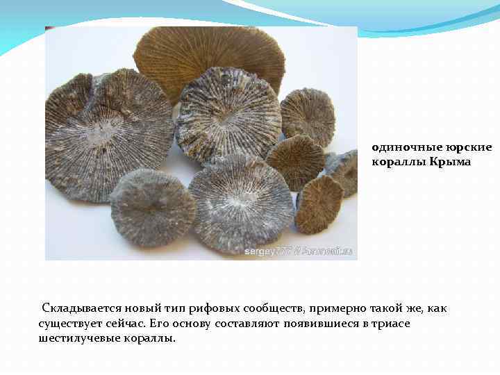 одиночные юрские кораллы Крыма Складывается новый тип рифовых сообществ, примерно такой же, как существует