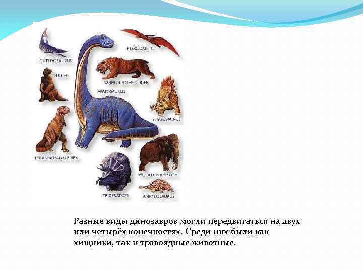Разные виды динозавров могли передвигаться на двух или четырёх конечностях. Среди них были как