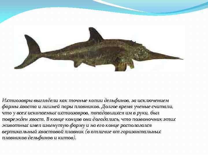 Ихтиозавры выглядели как точные копии дельфинов, за исключением формы хвоста и лишней пары плавников.