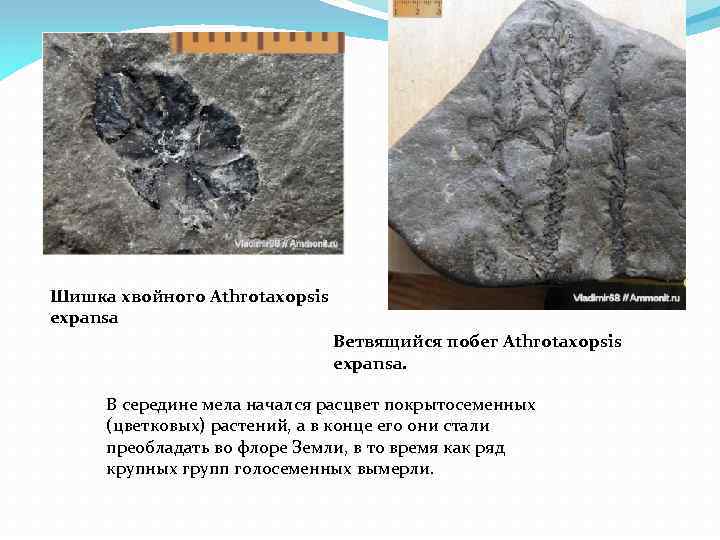 Шишка хвойного Athrotaxopsis expansа Ветвящийся побег Athrotaxopsis expansa. В середине мела начался расцвет покрытосеменных