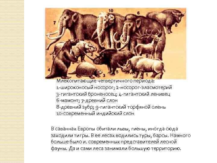 Млекопитающие четвертичного периода: 1 -широконосый носорог; 2 -носорог-эласмотерий 3 -гигантский броненосец; 4 -гигантский ленивец