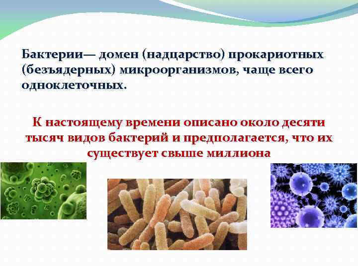 Бактерии— домен (надцарство) прокариотных (безъядерных) микроорганизмов, чаще всего одноклеточных. К настоящему времени описано около