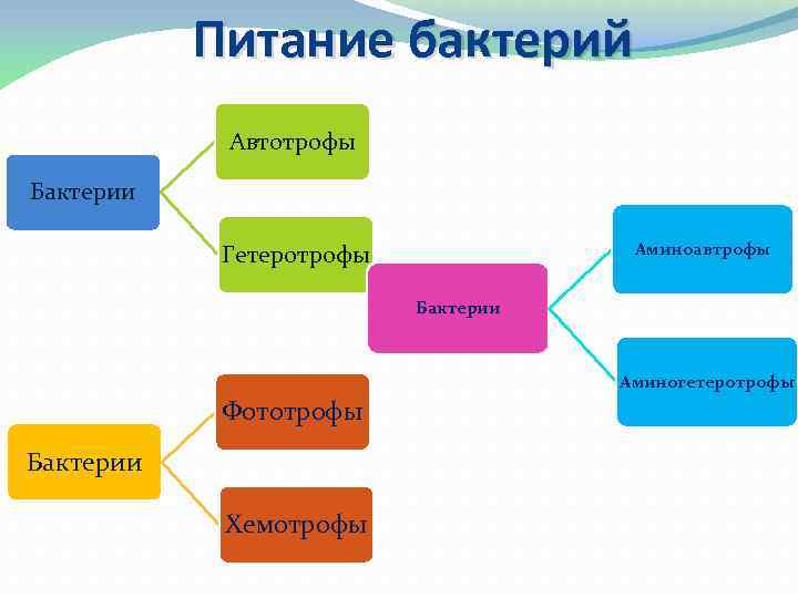 Питание бактерий Автотрофы Бактерии Аминоавтрофы Гетеротрофы Бактерии Аминогетеротрофы Фототрофы Бактерии Хемотрофы 