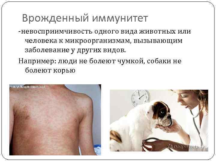 Врожденный иммунитет -невосприимчивость одного вида животных или человека к микроорганизмам, вызывающим заболевание у других