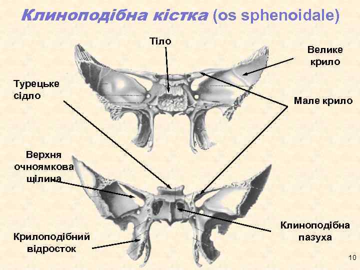 Клиноподібна кістка (os sphenoidale) Тіло Турецьке сідло Велике крило Мале крило Верхня очноямкова щілина