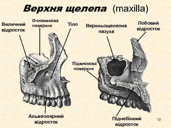 Верхня щелепа (maxilla) Виличний відросток Очноямкова поверхня Тіло Верхньощелепна пазуха Лобовий відросток Підвискова поверхня