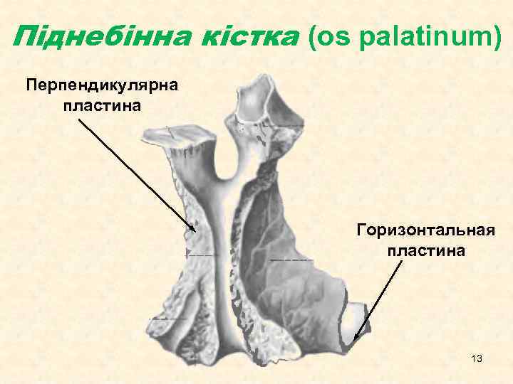 Піднебінна кістка (os palatinum) Перпендикулярна пластина Горизонтальная пластина 13 