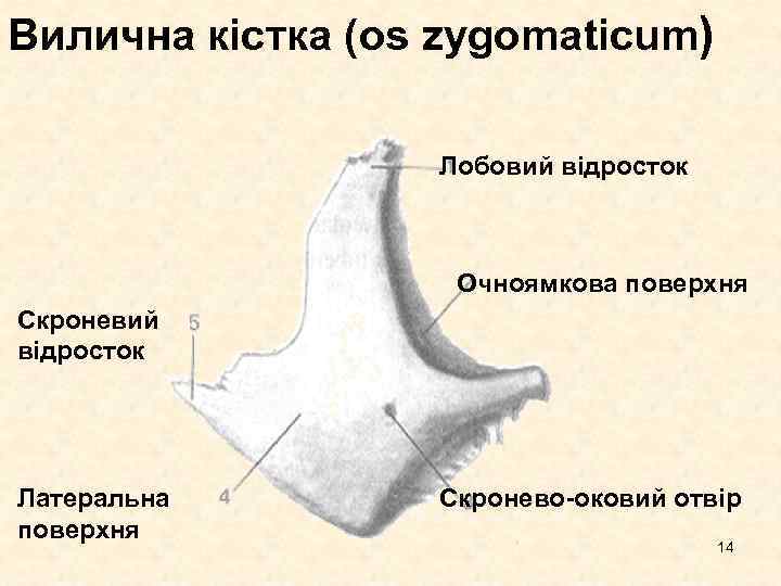 Вилична кістка (os zygomaticum) Лобовий відросток Очноямкова поверхня Скроневий відросток Латеральна поверхня Скронево-оковий отвір