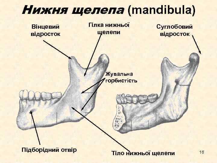 Нижня щелепа (mandibula) Вінцевий відросток Гілка нижньої щелепи Суглобовий відросток Жувальна горбистість Підборідний отвір