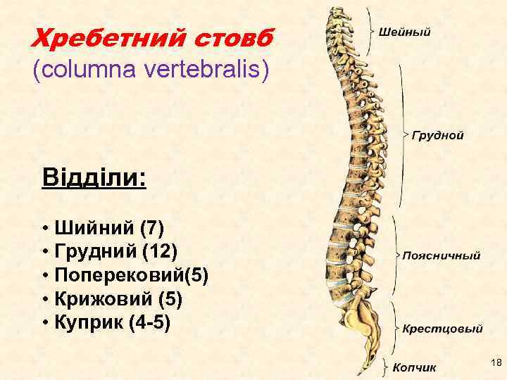 Хребетний стовб (columna vertebralis) Відділи: • Шийний (7) • Грудний (12) • Поперековий(5) •