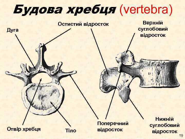 Будова хребця (vertebra) Остистий відросток Дуга Отвір хребця Тіло Поперечний відросток Верхній суглобовий відросток