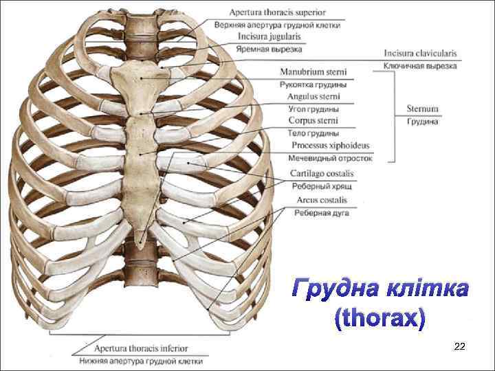 Грудна клітка (thorax) 22 