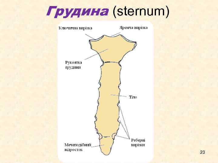 Грудина (sternum) 23 