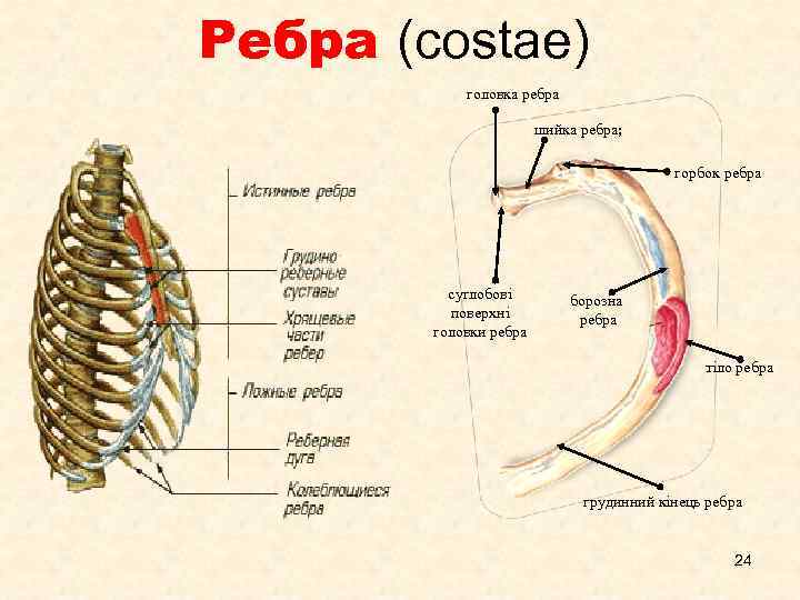 Ребра (costae) головка ребра шийка ребра; горбок ребра суглобові поверхні головки ребра борозна ребра