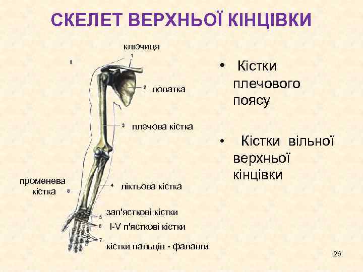 СКЕЛЕТ ВЕРХНЬОЇ КІНЦІВКИ ключиця • Кістки плечового поясу лопатка плечова кістка • променева кістка