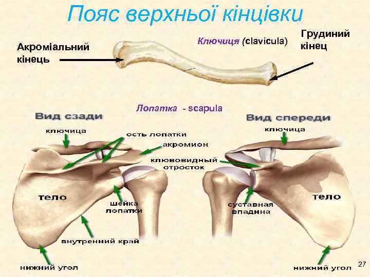 Пояс верхньої кінцівки Акроміальний кінець Ключиця (clavicula) Грудиний кінец Лопатка - scapula 27 