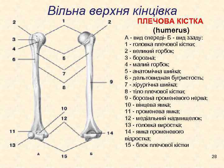 Вільна верхня кінцівка ПЛЕЧОВА КІСТКА (humerus) А - вид спереді- Б - вид ззаду: