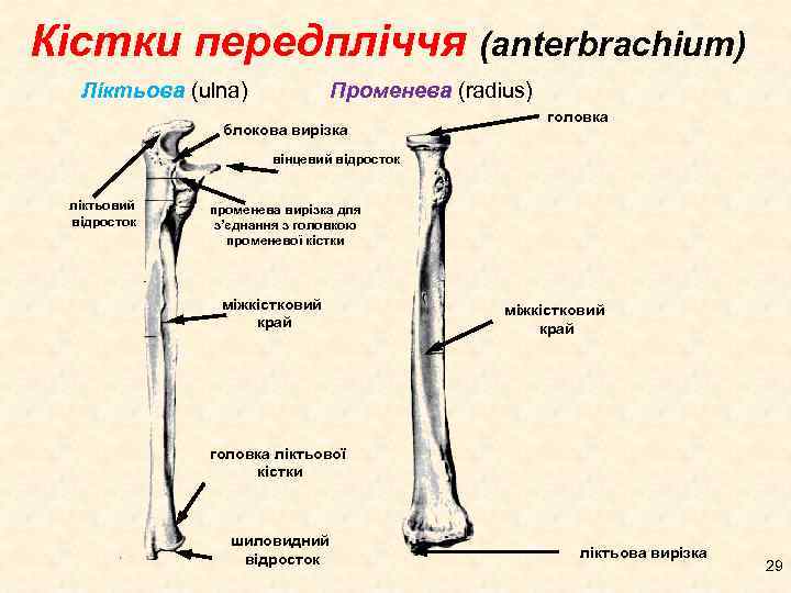 Кістки передпліччя (anterbrachium) Ліктьова (ulna) Променева (radius) блокова вирізка головка вінцевий відросток ліктьовий відросток