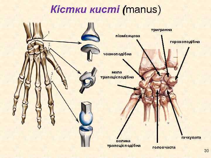 Кістки кисті (manus) тригранна півмісяцева горохоподібна човноподібна мала трапецієподібна велика трапецієподібна гачкувата головчаста 30