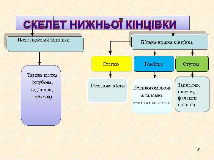 СКЕЛЕТ НИЖНЬОЇ КІНЦІВКИ Пояс нижньої кінцівки Вільна нижня кінцівка Стегно Тазова кістка (клубова, сіднична,