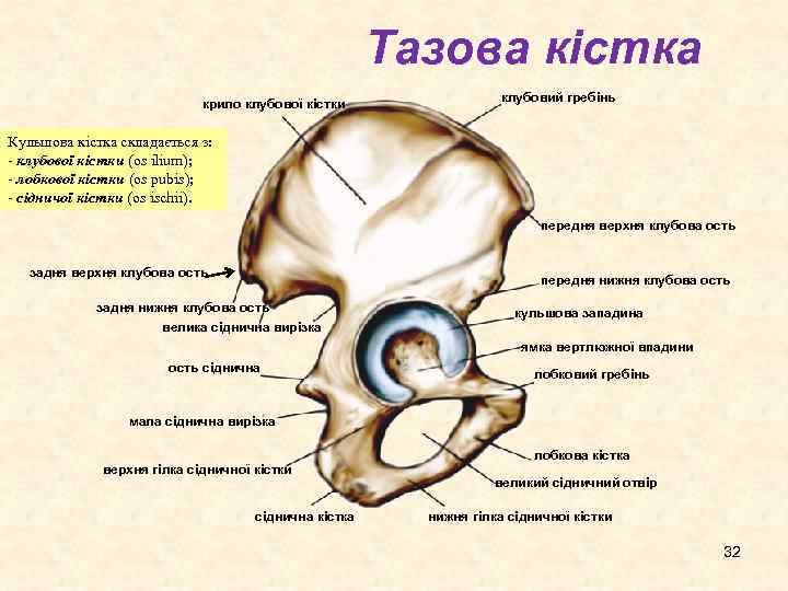 Тазова кістка крило клубової кістки клубовий гребінь Кульшова кістка складається з: - клубової кістки