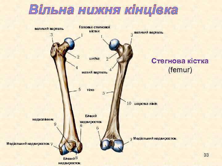 Вільна нижня кінцівка великий вертель Головка стегнової кістки шийка малий вертель великий вертель Стегнова