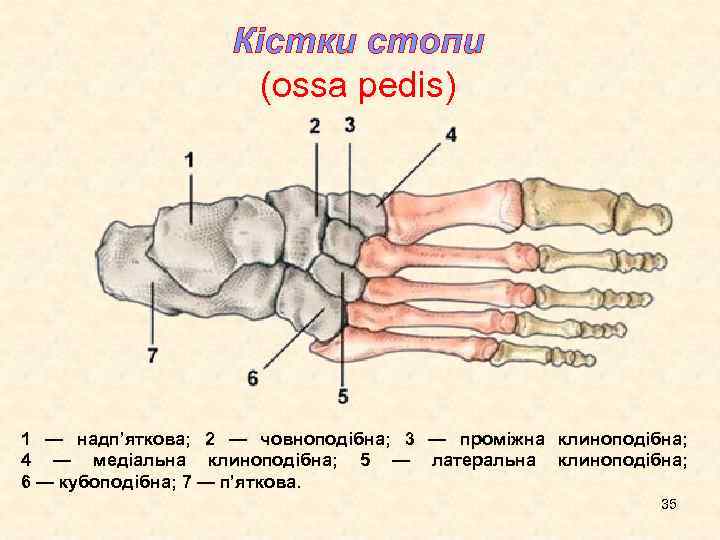 Кістки стопи (ossa pedis) 1 — надп’яткова; 2 — човноподібна; 3 — проміжна клиноподібна;