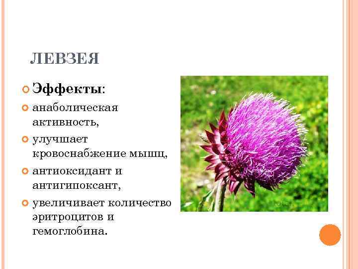 ЛЕВЗЕЯ Эффекты: анаболическая активность, улучшает кровоснабжение мышц, антиоксидант и антигипоксант, увеличивает количество эритроцитов и