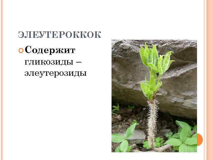 ЭЛЕУТЕРОККОК Содержит гликозиды – элеутерозиды 