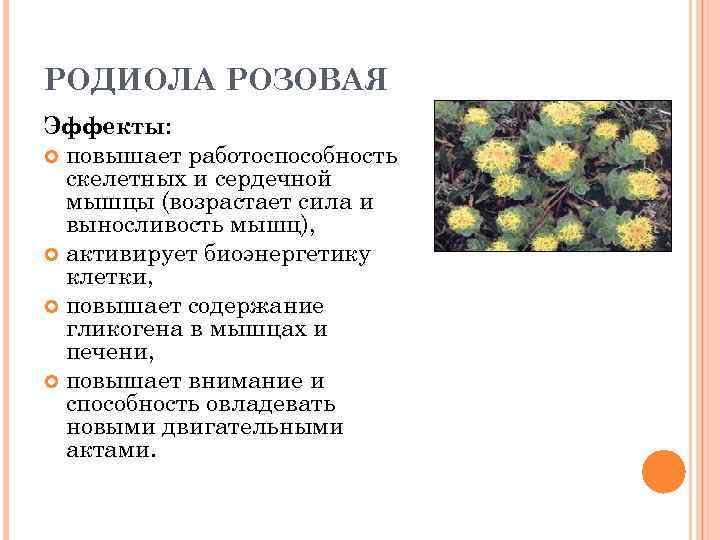 РОДИОЛА РОЗОВАЯ Эффекты: повышает работоспособность скелетных и сердечной мышцы (возрастает сила и выносливость мышц),