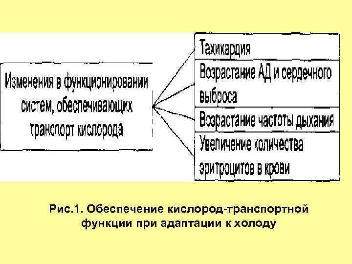 Рис. 1. Обеспечение кислород транспортной функции при адаптации к холоду 