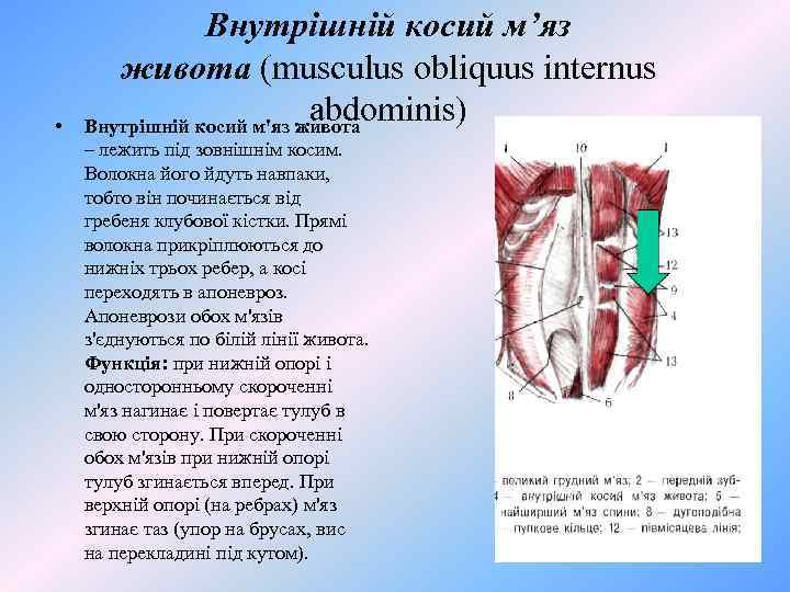  • Внутрішній косий м’яз живота (musculus obliquus internus abdominis) Внутрішній косий м'яз живота