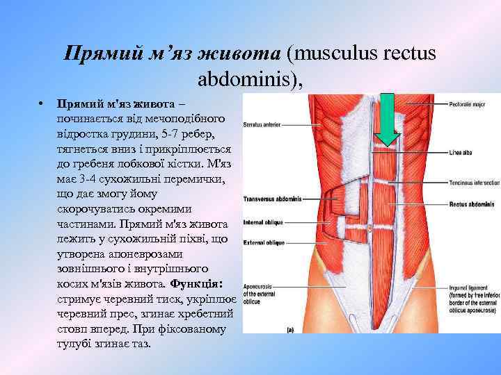 Прямий м’яз живота (musculus rectus abdominis), • Прямий м'яз живота – починається від мечоподібного