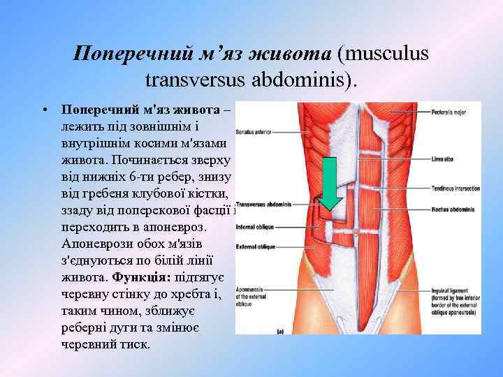 Поперечний м’яз живота (musculus transversus abdominis). • Поперечний м'яз живота – лежить під зовнішнім