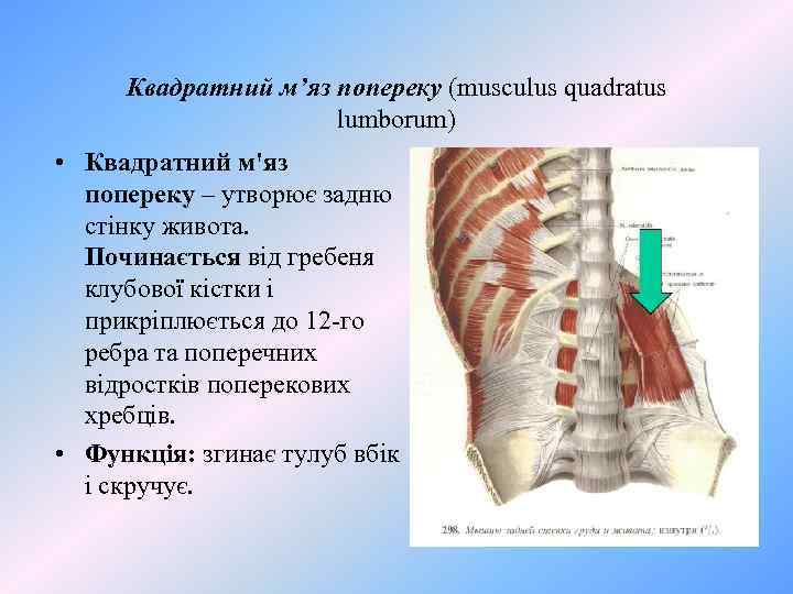 Квадратний м’яз попереку (musculus quadratus lumborum) • Квадратний м'яз попереку – утворює задню стінку