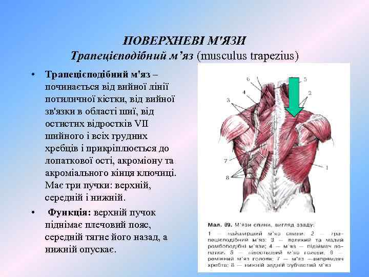 ПОВЕРХНЕВІ М'ЯЗИ Трапецієподібний м’яз (musculus trapezius) • Трапецієподібний м'яз – починається від вийної лінії