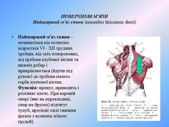 ПОВЕРХНЕВІ М'ЯЗИ Найширший м’яз спини (musculus latissimus dorsi) • Найширший м'яз спини – починається