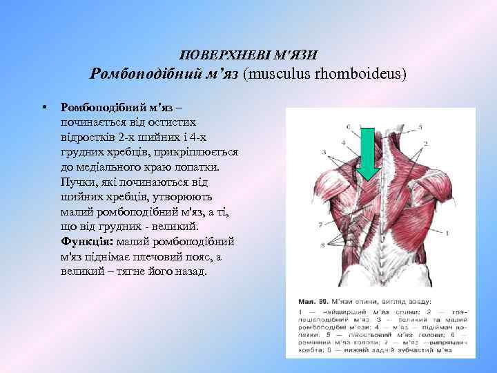 ПОВЕРХНЕВІ М'ЯЗИ Ромбоподібний м’яз (musculus rhomboideus) • Ромбоподібний м'яз – починається від остистих відростків