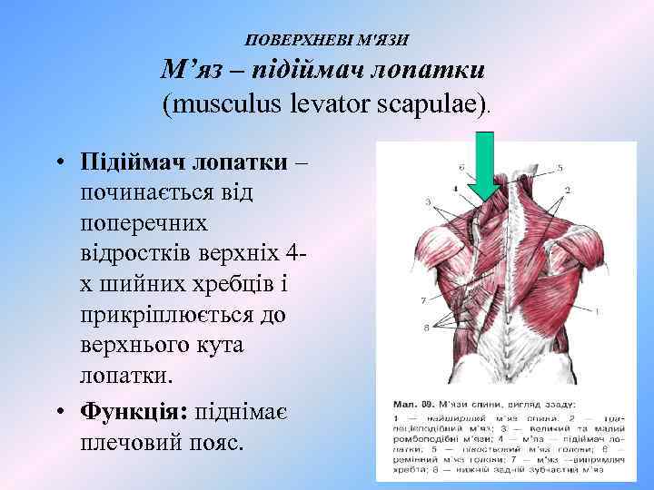 ПОВЕРХНЕВІ М'ЯЗИ М’яз – підіймач лопатки (musculus levator scapulae). • Підіймач лопатки – починається