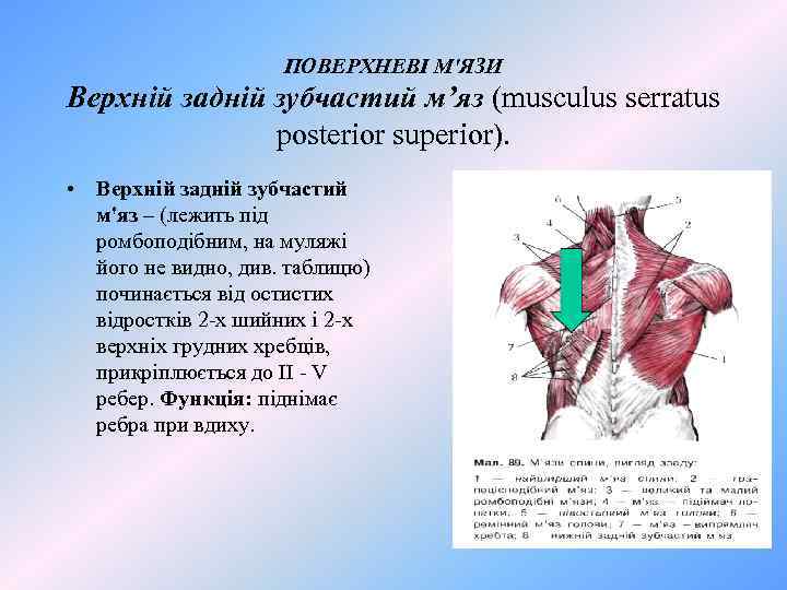 ПОВЕРХНЕВІ М'ЯЗИ Верхній задній зубчастий м’яз (musculus serratus posterior superior). • Верхній задній зубчастий