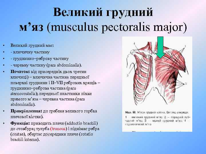 Великий грудний м’яз (musculus pectoralis major) • • Великий грудний має: - ключичну частину